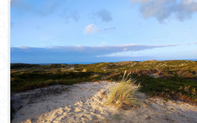 Die Klasse 8d durfte im Rahmen des Schullandheims die Insel Sylt kennenlernen. Die Schülerberichte erzählen von den Eindrücken.